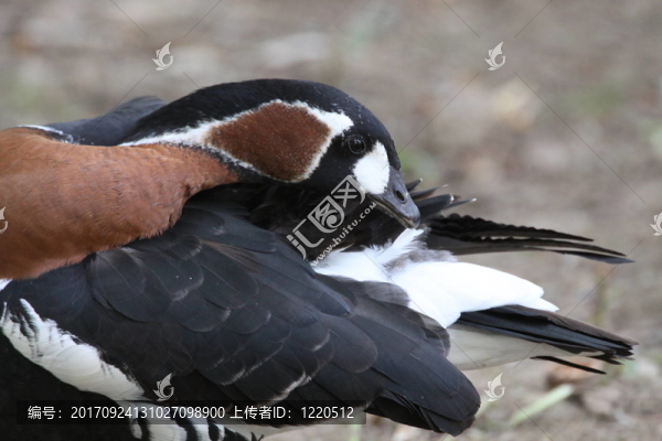 rothalsgans當(dāng)打扮