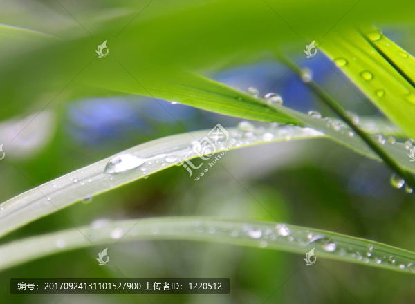 wassertropfen,schilfb？我用