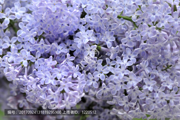 丁香花