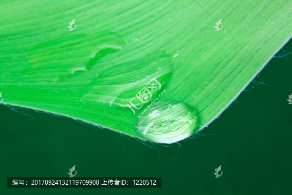 離體葉片上的水滴