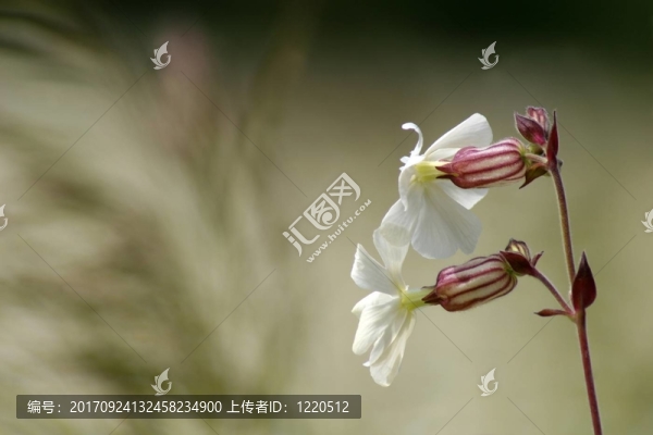 白色剪秋羅屬植物的花