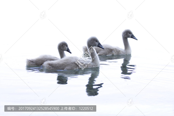 三只小天鵝