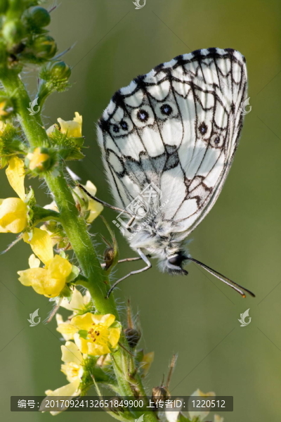 schachbrettfalter