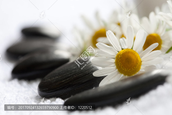 洋甘菊和按摩石