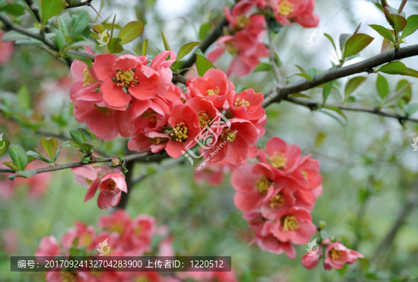 開花