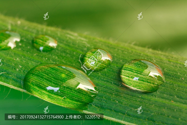 離體葉片上的水滴