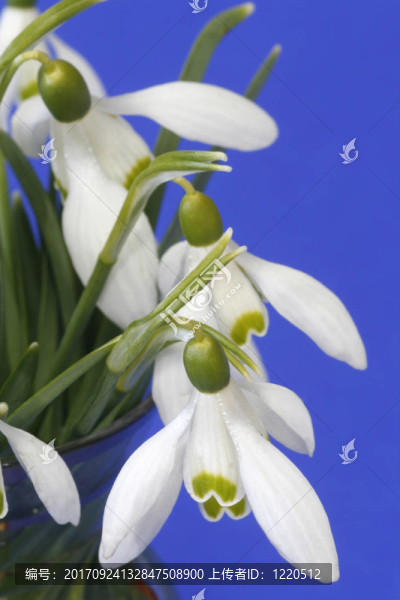 雪花蓮