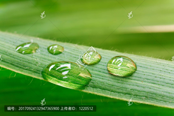 離體葉片上的水滴
