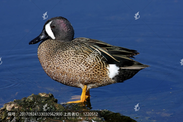 鳥