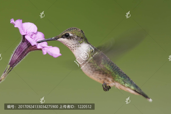 野生鳥類