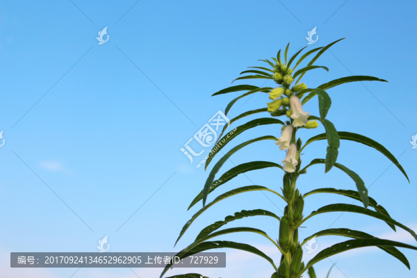 芝麻植株
