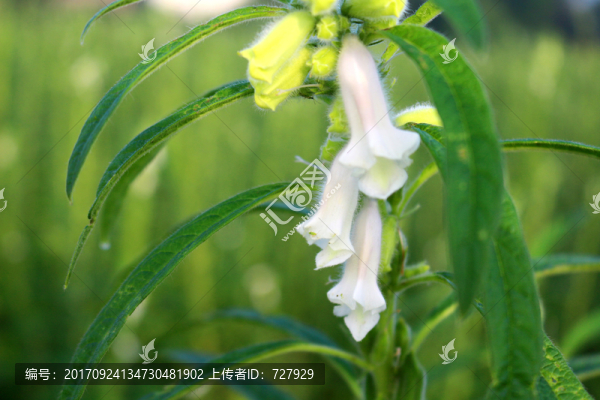 芝麻花