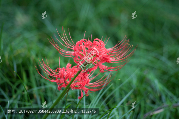 彼岸花