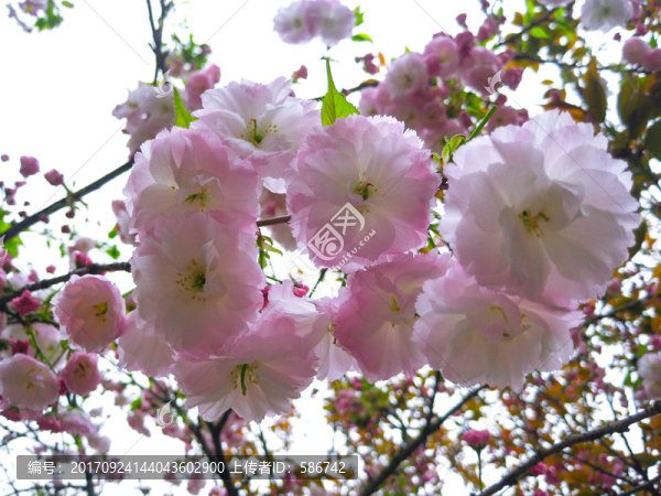 櫻桃花