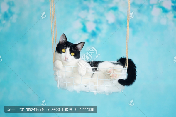 貓