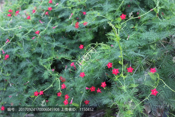 蔦蘿松花開紅艷艷,（2）