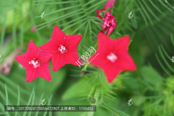 蔦蘿松花開紅艷艷,（13）