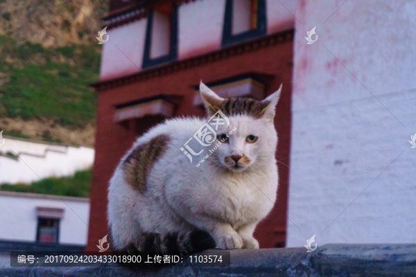 甘南拉卜楞寺,的貓