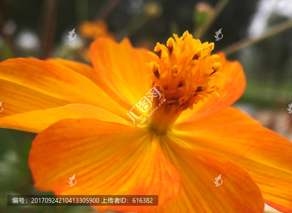 硫華菊