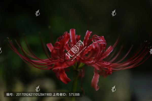 彼岸花