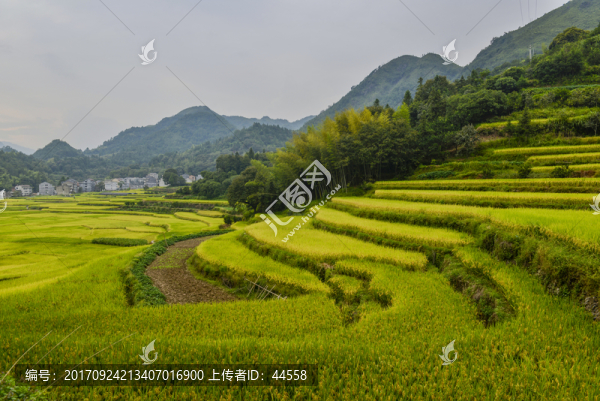 稻田
