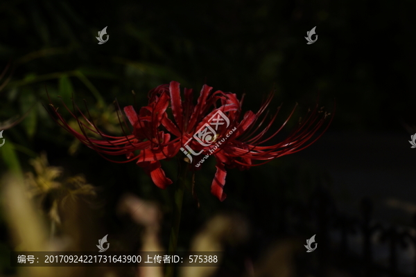 彼岸花