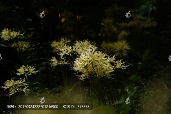 彼岸花