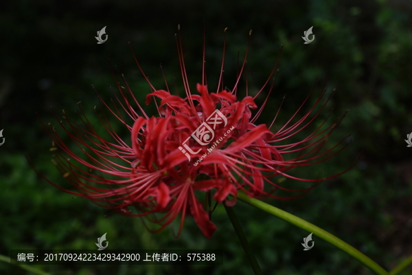 彼岸花