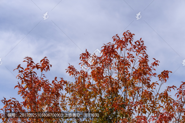 秋天紅葉
