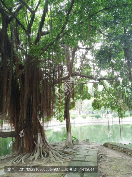 榕樹,河邊,氣根