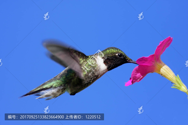花卉