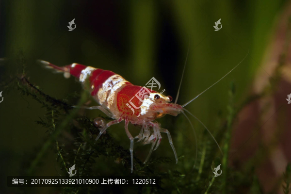 紅水晶蝦