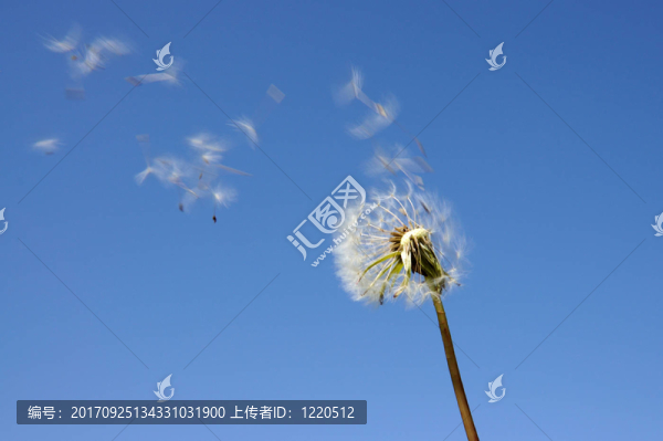 風(fēng)中的蒲公英