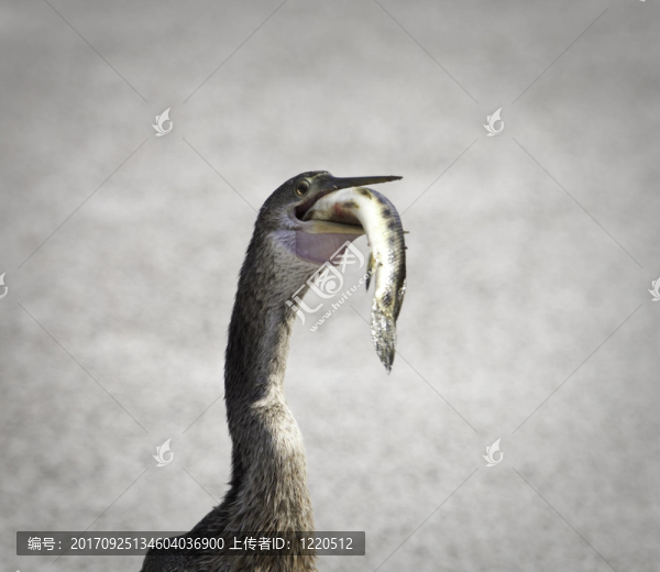 動物