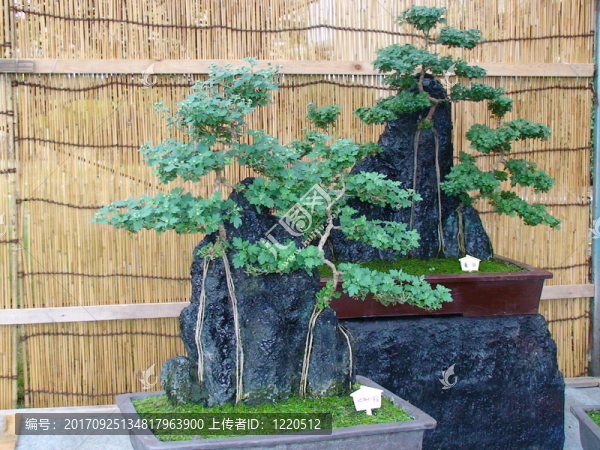 盆景藝術(shù)