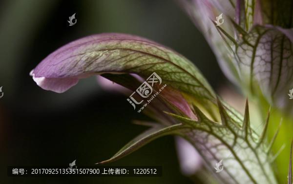 老鼠