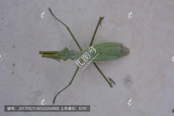 螳螂