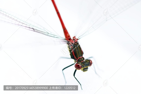 蜻蜓