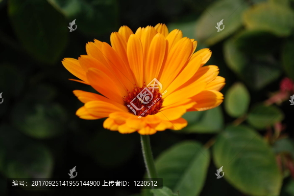 金盞花