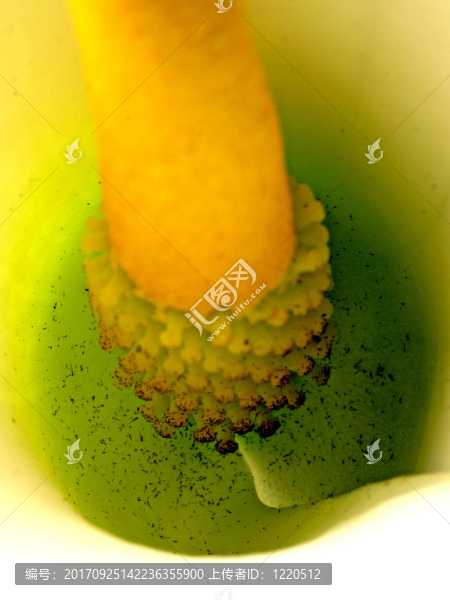 一個馬蹄蓮開花