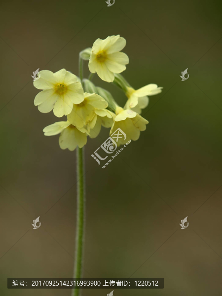 花卉