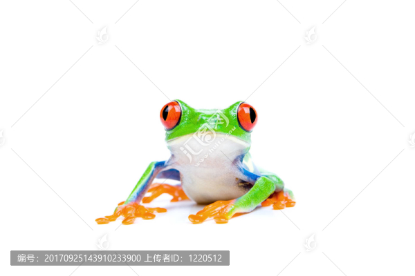 兩棲動物