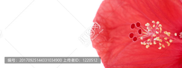木槿花