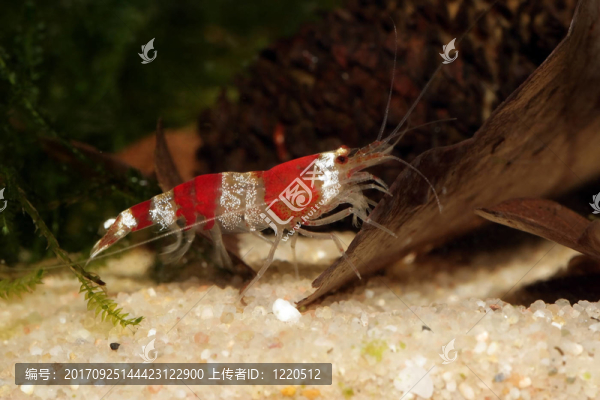 水晶紅或紅蜜蜂