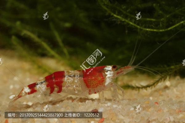 紅水晶蝦