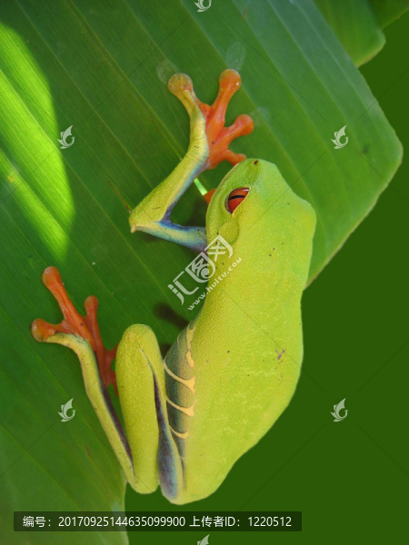 葉子