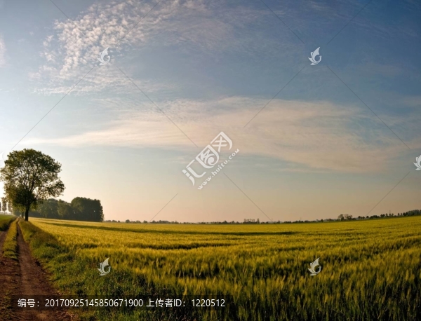 玉米地