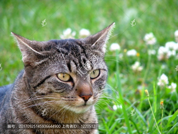 katzenportrait