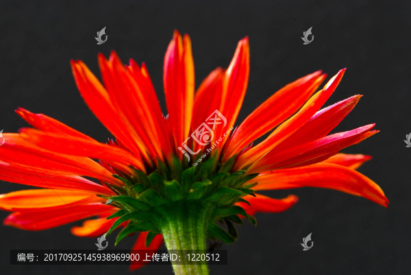 紅太陽