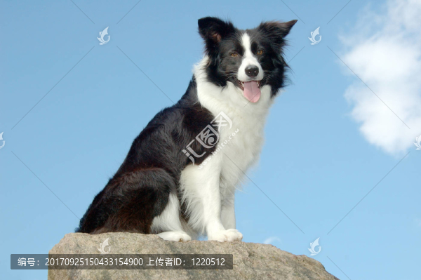 邊境牧羊犬